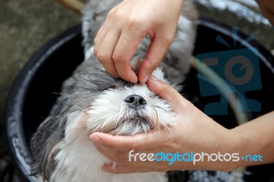 Cleaning The Dog Stock Photo