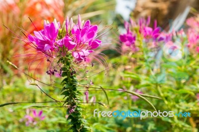 Cleome In The Garden Stock Photo