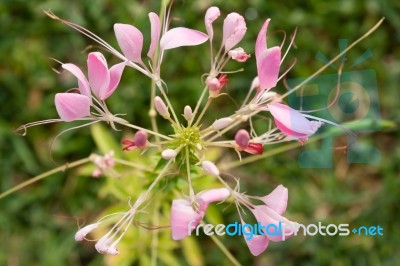 Cleome Or Spider Flower, A Tall Blooming Annual Stock Photo