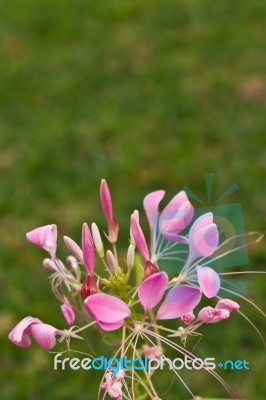 Cleome Or Spider Flower, A Tall Blooming Annual Stock Photo