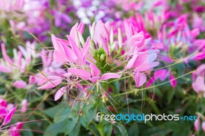 Cleome Spinosa Flower Stock Photo