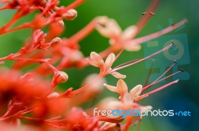 Clerodendrum Paniculatum Or Pagoda Flower Stock Photo