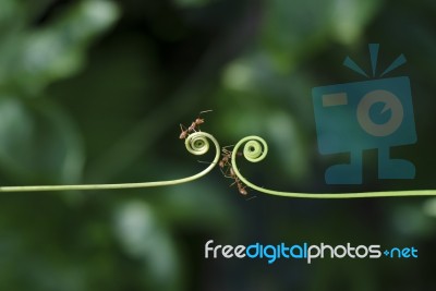 Climber Plant And Ants Stock Photo