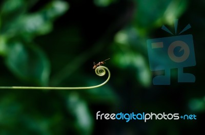 Climber Plant And Ants Stock Photo