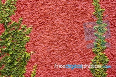 Climbing Ficus Pumila On Red Wall Stock Photo