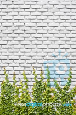 Climbing Ficus Pumila On Wall Stock Photo