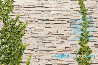 Climbing Ficus Pumila On Wall Stock Photo