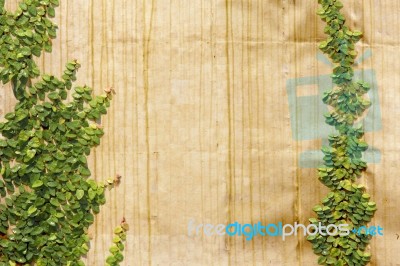 Climbing Ficus Pumila On Wall Stock Photo