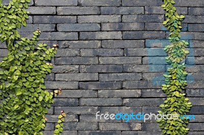 Climbing Ficus Pumila On Wall Stock Photo