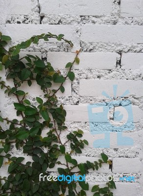 Climbing Plant Stock Photo