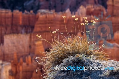 Clinging To The Edge Of The Canyon Stock Photo