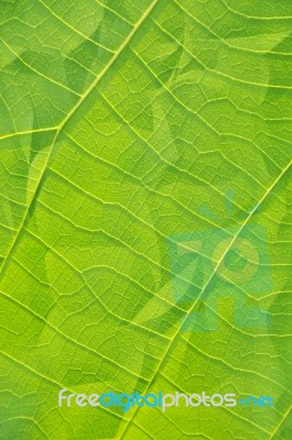 Clinkle Leaf Stock Photo