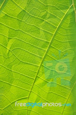 Clinkle Leaf Stock Photo