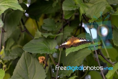 Clipper Butterfly (parthenos Sylvia) Stock Photo