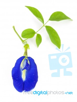 Clitoria Ternatea Stock Photo