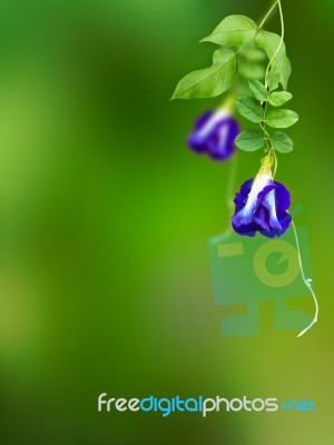 Clitoria Ternatea Stock Photo