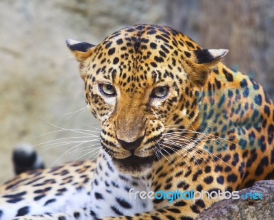 Close Danger And Angry Face Of Leopard In Wild Stock Photo