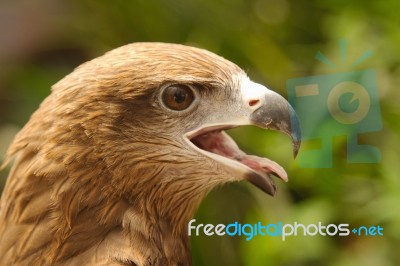 Close Up A Common Buzzard Stock Photo