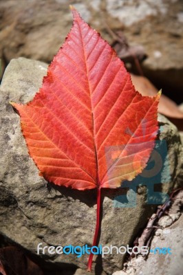 Close-up Acer Rufinerve Snake-bark Maple Leaf Stock Photo