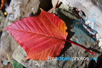 Close-up Acer Rufinerve Snake-bark Maple Leaf Stock Photo