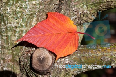 Close-up Acer Rufinerve Snake-bark Maple Leaf Stock Photo