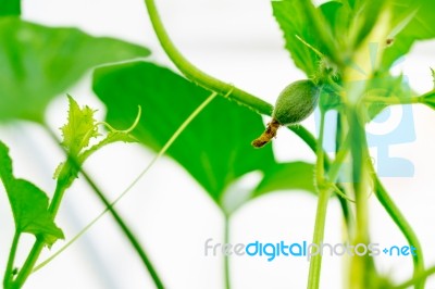 Close Up Baby Melon With Melon Flower, Popular Stock Photo