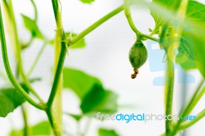 Close Up Baby Melon With Melon Flower, Popular Stock Photo