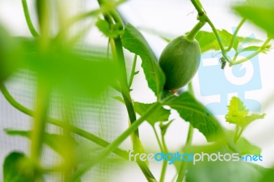 Close Up Baby Melon With Melon Flower, Popular Stock Photo