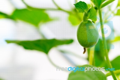 Close Up Baby Melon With Melon Flower, Popular Stock Photo