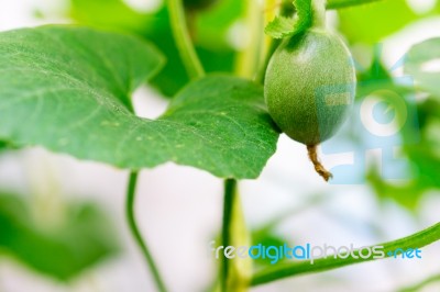 Close Up Baby Melon With Melon Flower, Popular Stock Photo