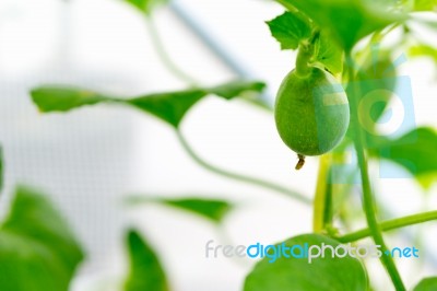 Close Up Baby Melon With Melon Flower, Popular Stock Photo