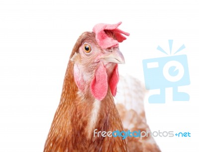 Close Up Beautiful Of Brown Female Chicken Hen Isolated White Ba… Stock Photo