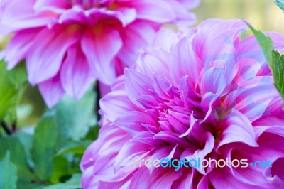 Close Up Beautiful Pink Dahlia Flower Blossom And Green Leaves. Fresh Floral Natural Background Stock Photo