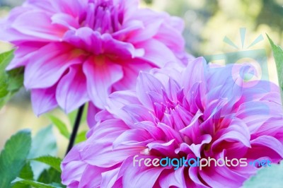 Close Up Beautiful Pink Dahlia Flower Blossom And Green Leaves. Fresh Floral Natural Background Stock Photo