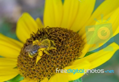 Close Up Bee Collecting Pollen Stock Photo