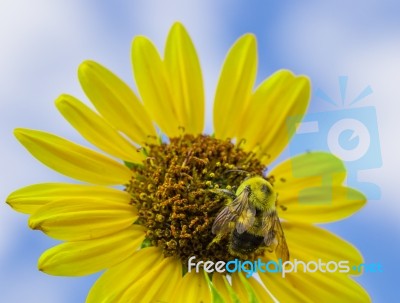 Close Up Bee Collecting Pollen From A Sunflower Stock Photo