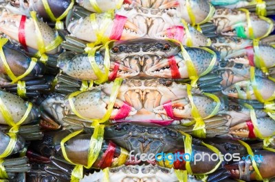 Close Up Black Crab Or Serrated Mud Crab Stock Photo