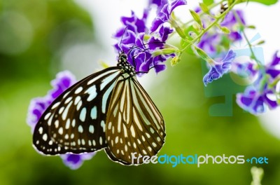 Close Up Blue Tiger Butterfly Or Tirumala Hamata Stock Photo