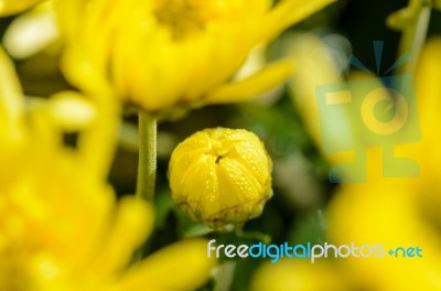 Close Up Buds Yellow Chrysanthemum Morifolium Flowers Stock Photo