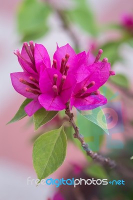 Close Up Bunch Of Purple Bougainvillea Flower In The Garden Stock Photo