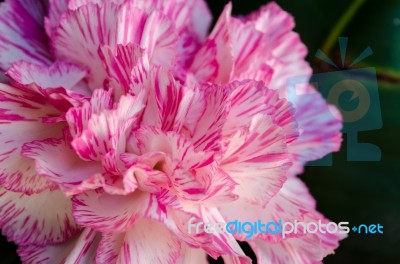 Close Up Carnation Flower Stock Photo