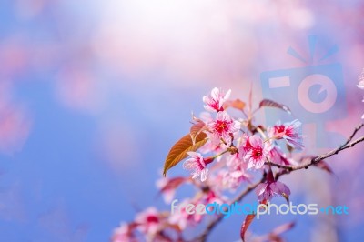 Close-up Cherry Blossom With Blue Sky Background Thai Sakura Blo… Stock Photo