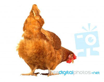 Close Up Chicken Hen Eating Something Isolated White Background Stock Photo