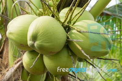 Close Up Coconut On Tree Stock Photo