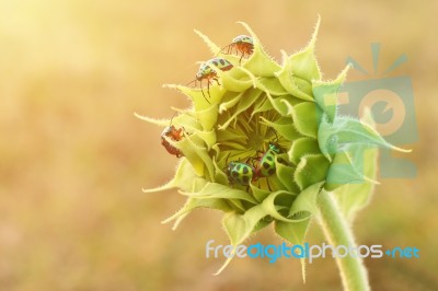 Close Up Colorful Bugs On The Young Sunflower Stock Photo