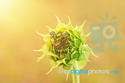 Close Up Colorful Bugs On The Young Sunflower Stock Photo