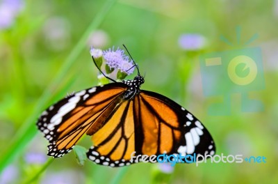 Close Up Common Tiger Or Danaus Genutia Butterfly Stock Photo