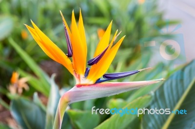 Close Up Crane Flower Or Strelitzia Reginaei Stock Photo