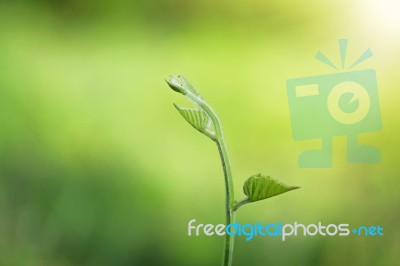 Close Up Creeping Plant Stock Photo