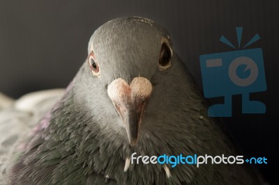 Close Up Face Of Angry Pigeon Bird Photography By Low Light Style Stock Photo